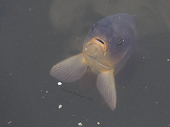 Fisch im Trüben (Wilhelma)