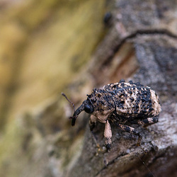 20140423 1565VRMw [D-LIP] Schuppiger Totholzrüssler (Trachodes hispidus) oder Erlenwürger ((Chryptorhynchus lapathi), UWZ, Bad Salzuflen