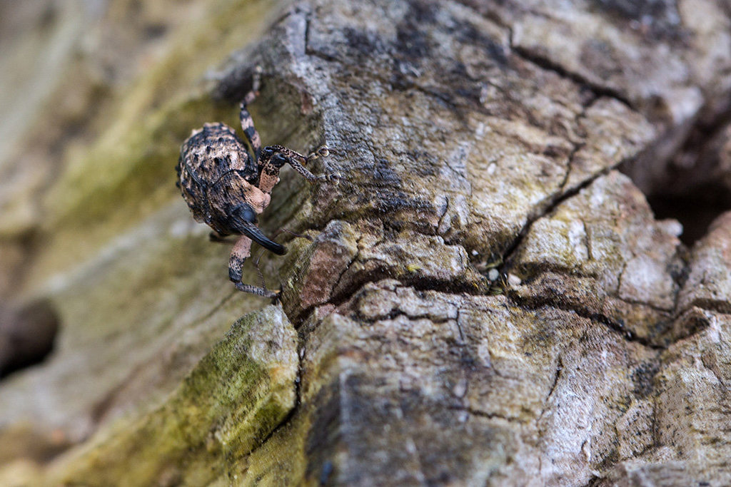 20140423 1564VRMw [D-LIP] Schuppiger Totholzrüssler (Trachodes hispidus) oder Erlenwürger ((Chryptorhynchus lapathi), UWZ, Bad Salzuflen