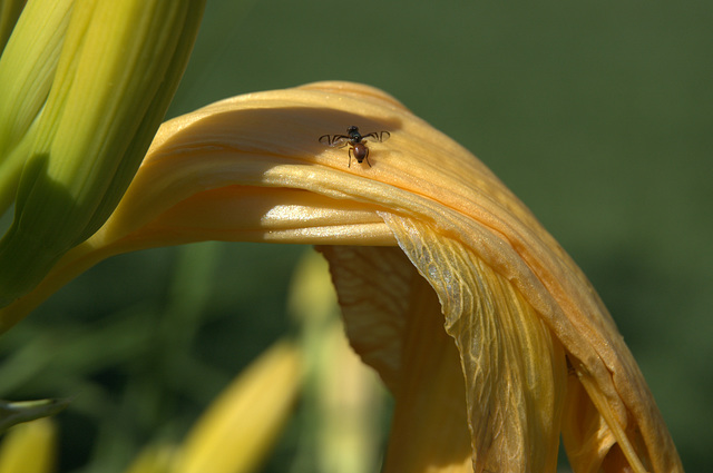 small fly with patterned wings