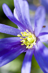 Anemone