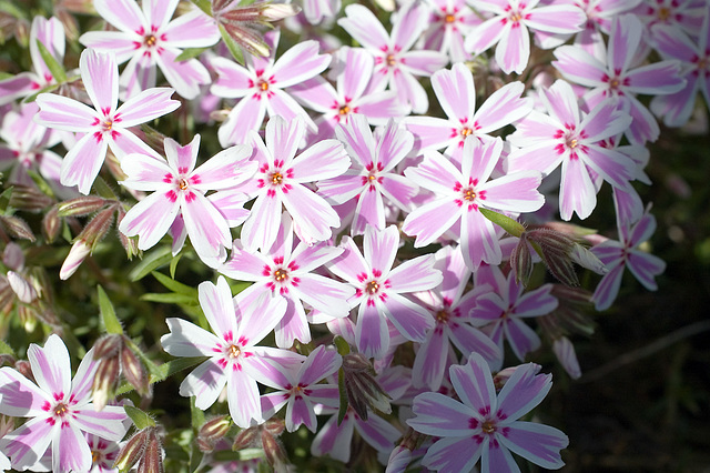 Phlox in Pink