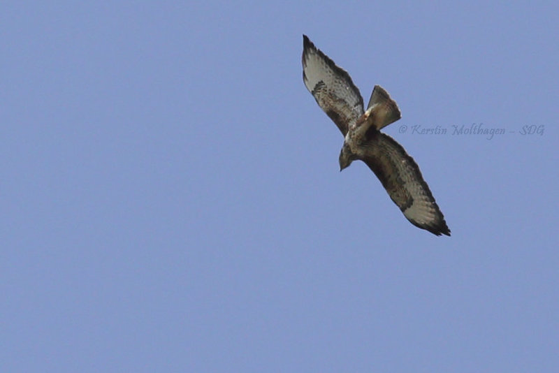 Bussard über der Wilhelma