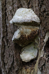 20140423 1559VRMw [D-LIP] Echter Zunderschwamm (Fomes fomentarius), UWZ, Bad Salzuflen