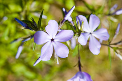 More Phlox