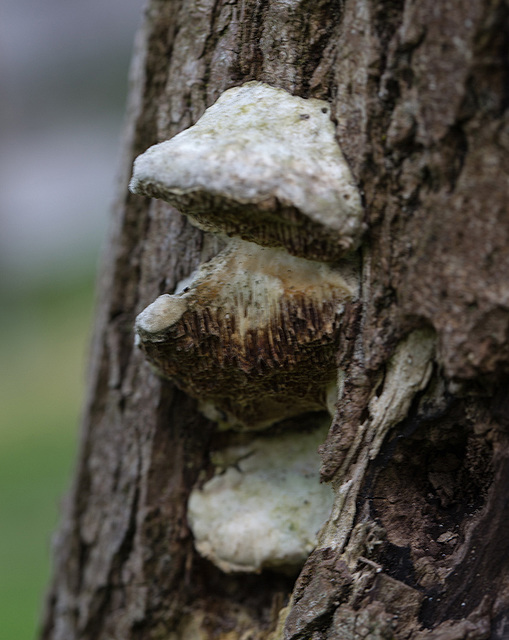 20140423 1558VRMw [D-LIP] Echter Zunderschwamm (Fomes fomentarius), UWZ, Bad Salzuflen