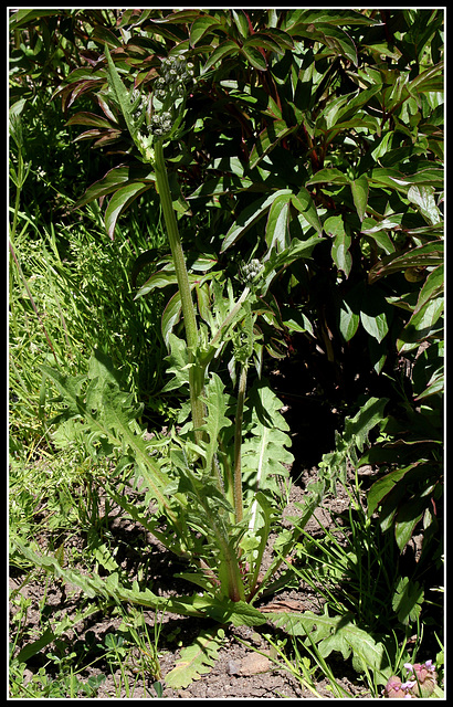 Crepis vesicularia subsp taraxicifolia