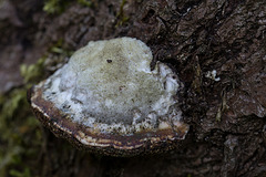 20140423 1557VRMw [D-LIP] Echter Zunderschwamm (Fomes fomentarius), UWZ, Bad Salzuflen