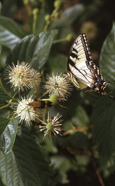 butterfly 2