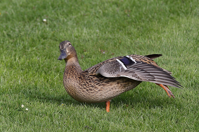 Ente in der Wilhelma