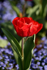Tulpe (Wilhelma)