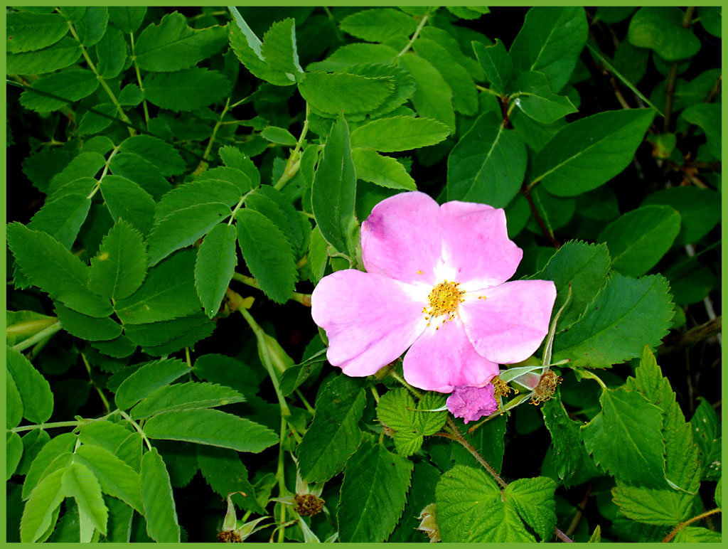 Pink Rose