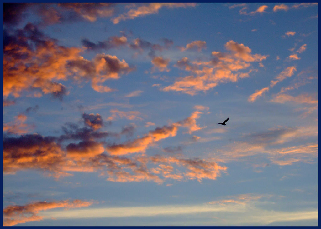 Gull at Sunset