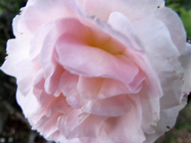 Pink rose