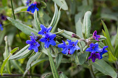 20140423 1549VRMw [D-LIP] Blauroter Steinsame (Lithospermum purpureocaerulea), Spinne, UWZ-1549