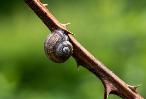 20140423 1548VRMw [D-LIP] Gartenbänderschnecke, UWZ, Bad Salzuflen