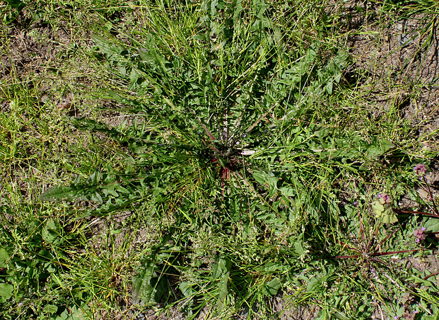 Crepis vesicularia subsp taraxicifolia