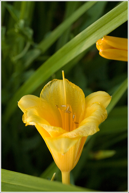 Daylily