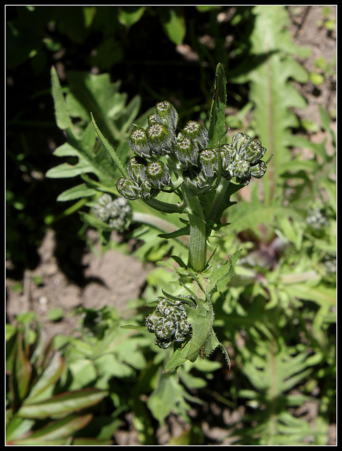 Crepis vesicularia subsp taraxicifolia