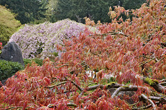 Not a Water Colour – Japanese Garden, Portland, Oregon
