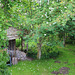 June Pond Garden Colours taken inbetween the monsoon downpours today