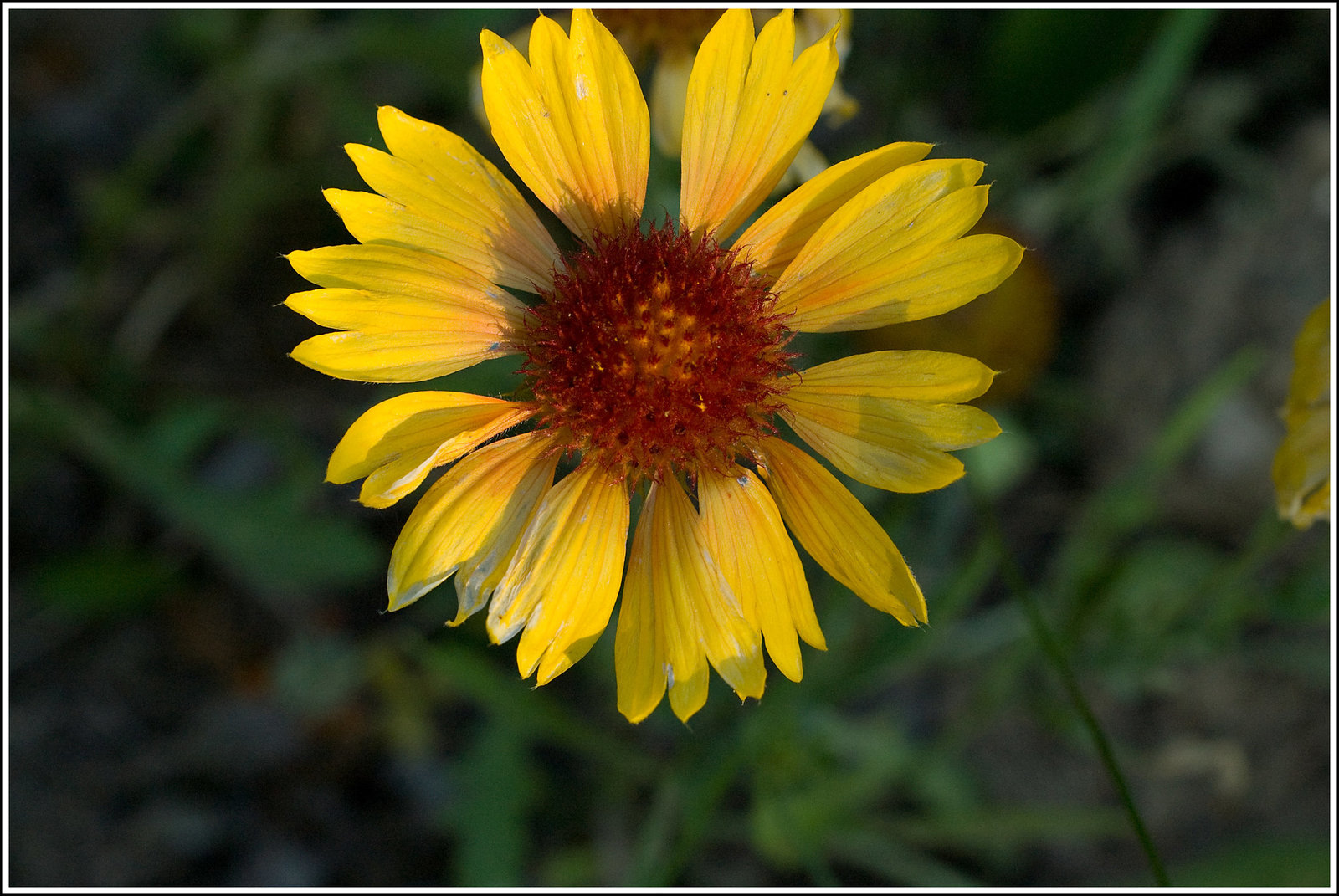 Blanket Flower
