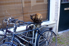 In Holland even the cats ride a bike