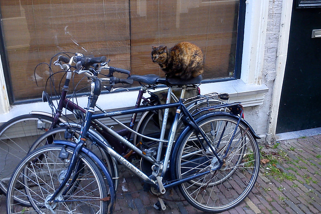 In Holland even the cats ride a bike