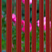 The fence and the flowers
