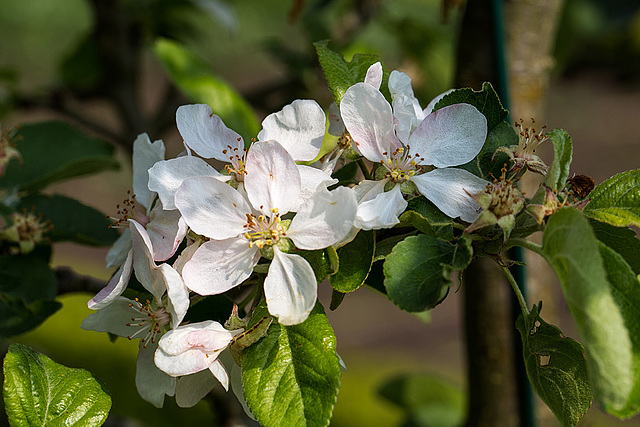 20140423 1534VRMw [D-LIP] Quitte (Cydonia oblonga), Blüte, Raupe, UWZ, Bad Salzuflen