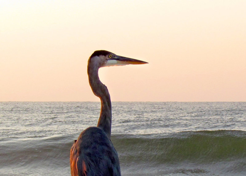 Great Blue Heron