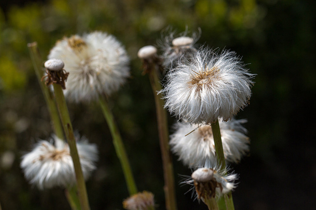 20140423 1530VRMw [D-LIP] Huflattich (Tussilago farfara), UWZ