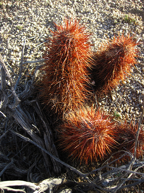 Cactus (5905)