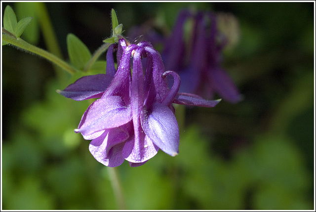 Columbine