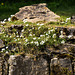 20140423 1528VRMw [D-LIP] Ackerhornkraut (Cerastium arvense), UWZ