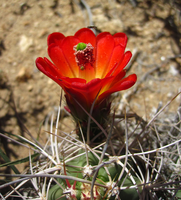 Cactus Flower (5836)