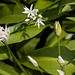 20140423 1527VRMw [D-LIP] Bärlauch  (Allium ursinum), UWZ-1527