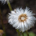 20140423 1525VRMw [D-LIP] Huflattich (Tussilago farfara), UWZ-1525