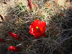 Cactus Flower (5871)