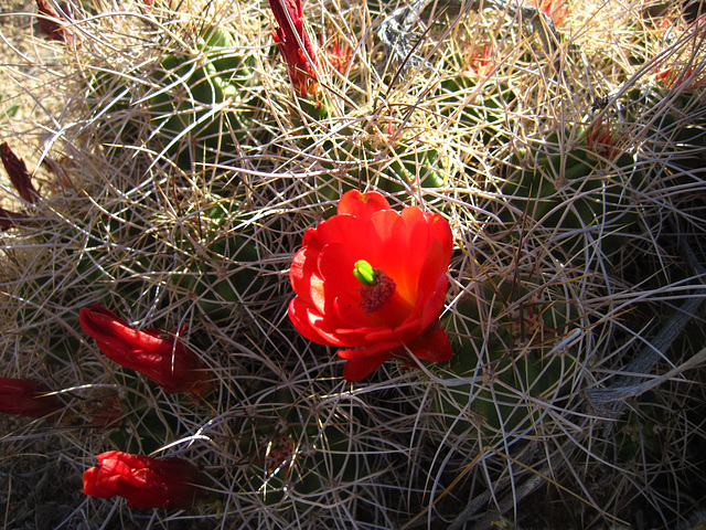 Cactus Flower (5871)