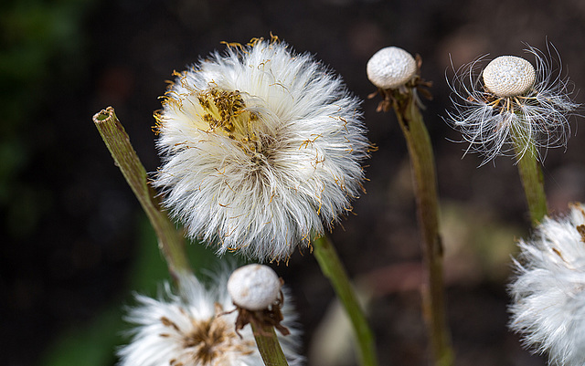 20140423 1524VRMw [D-LIP] Huflattich (Tussilago farfara), UWZ-1524