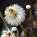 20140423 1524VRMw [D-LIP] Huflattich (Tussilago farfara), UWZ-1524