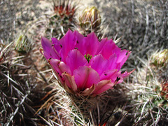 Cactus Flower (5926)