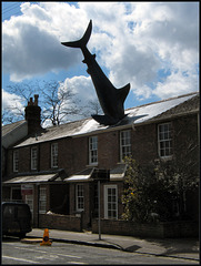 shark attack on terraced house