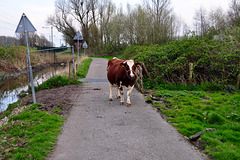 Cow on the bicycle path