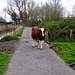 Cow on the bicycle path