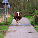 Cow on the bicycle path