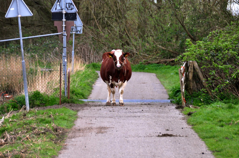 Cow on the bicycle path