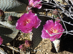 Cactus Flowers (5914)