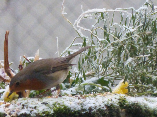 Mon petit jardin - my little garden - mein kleiner Garten